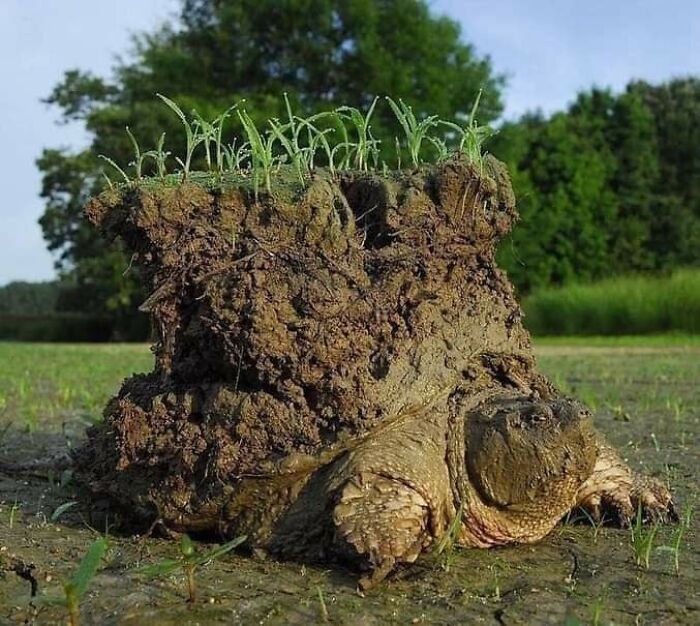 Tortuga despertando tras la hibernación