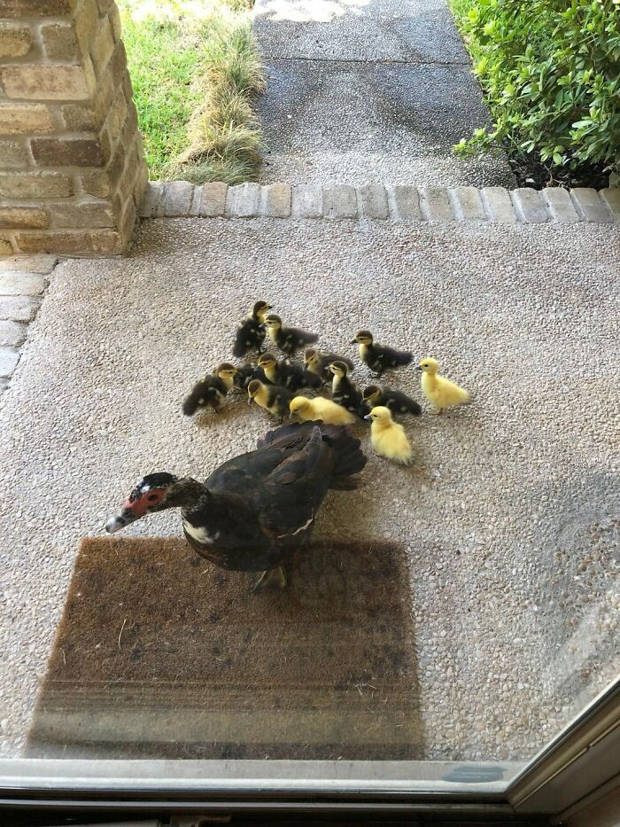 Cada año esta mamá pato me trae a casa sus patitos y le ayudo a cuidarlos. Esta mañana vino con 13 nuevas bolitas de plumas