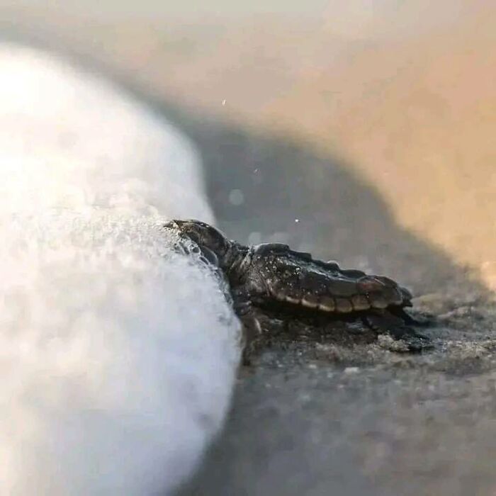 Tortuga recién nacida tocando el mar por 1ª vez
