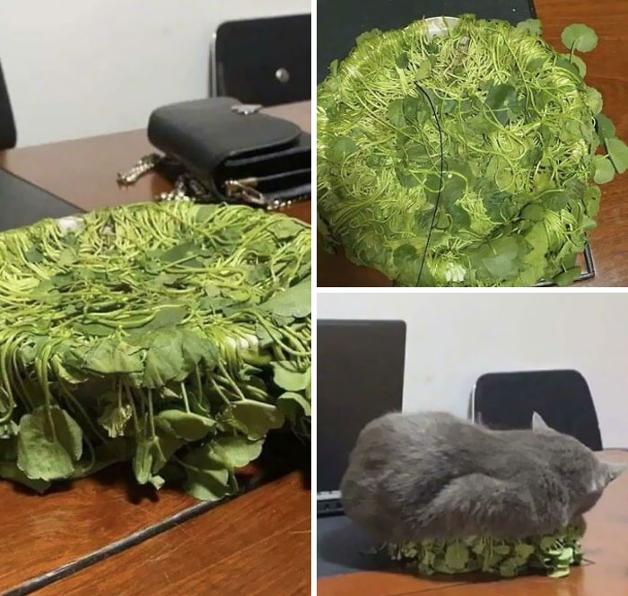 No puedo tener ni plantas bonitas