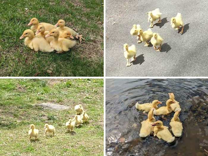 Ayer llevé a 6 gansitos perdidos durante más de 1 kms hasta el agua y su mamá