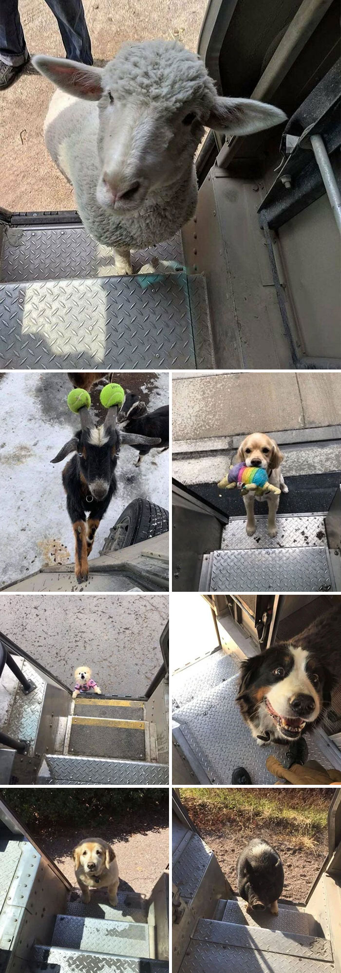 Los conductores de UPS y los animales que encuentran en su ruta