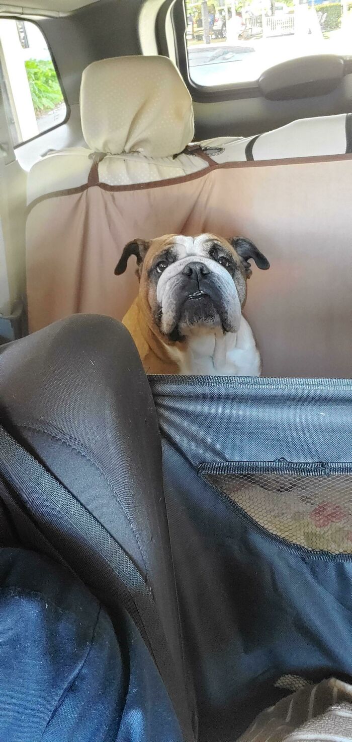 Al cliente se le olvidó decir que su perro estaba dentro del coche, vaya susto
