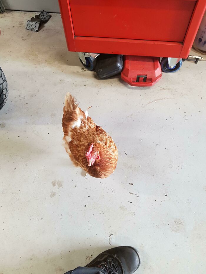 Tenemos una gallina en el taller