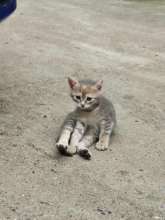 Alguien vino con su coche y dijo que nos podiamos quedar lo que encontráramos. Este peque estaba en el maletero, así que me lo quedo