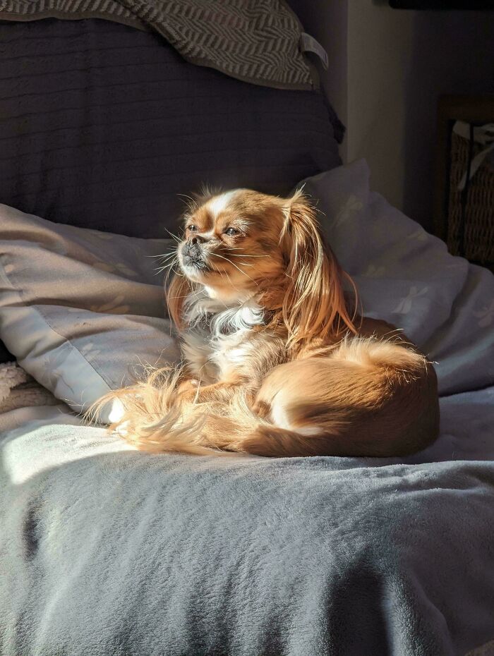 Perro recargando su batería solar