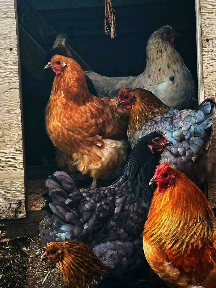 Bellas gallinas