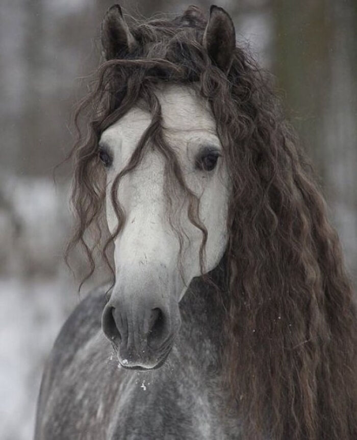 Caballo andaluz