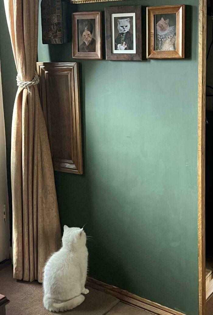 Gato mirando la pared