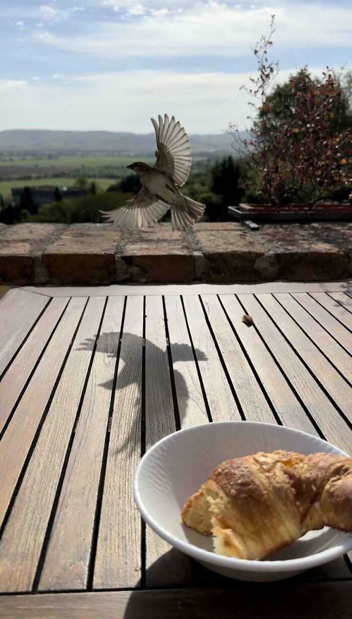 Pajarito obstruyendo las vistas