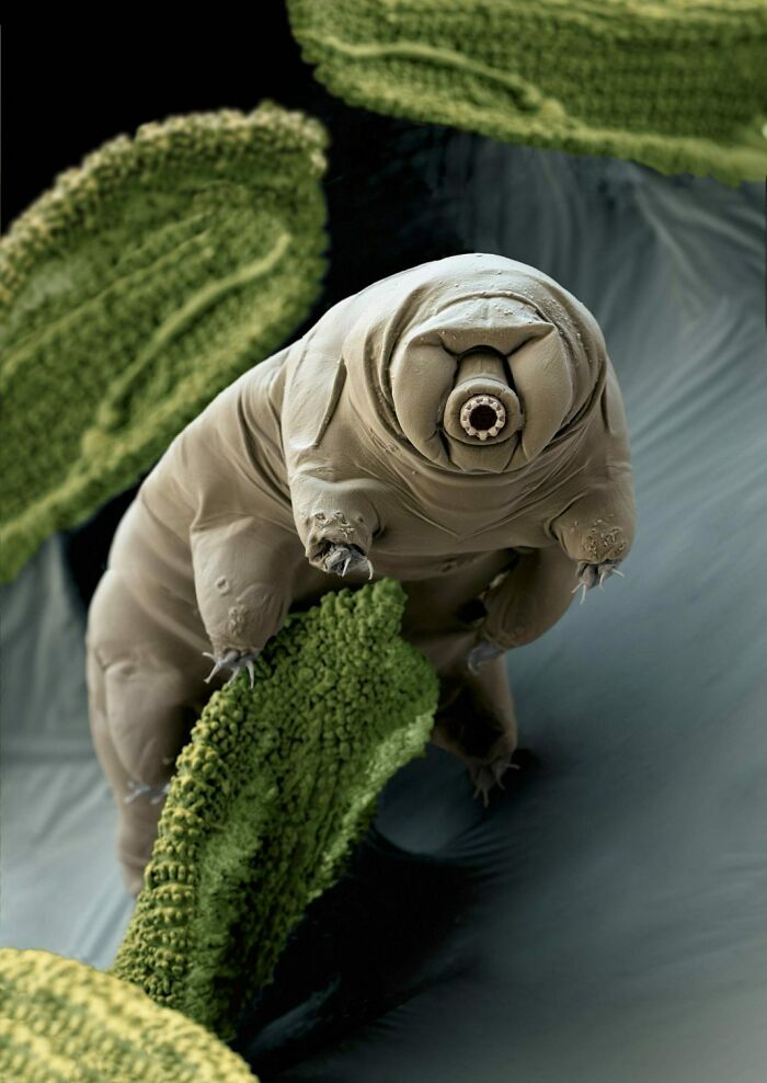 Tardígrado microscópico en musgo, mostrando cómo la naturaleza sorprende con su resistencia y formas únicas.