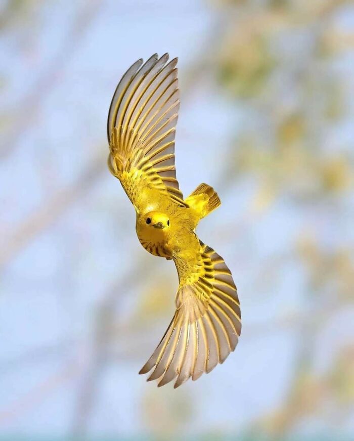 Un ave amarilla en pleno vuelo, mostrando las maravillas de la naturaleza.
