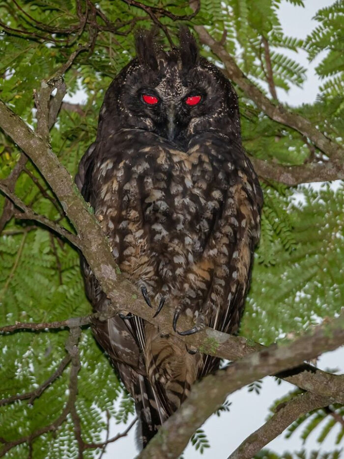 Búho de ojos rojos posado en un árbol, ejemplo de cómo la naturaleza sorprende.