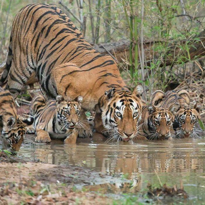 Tigresa con sus crías bebiendo agua, mostrando la sorprendente naturaleza en una escena tranquila.