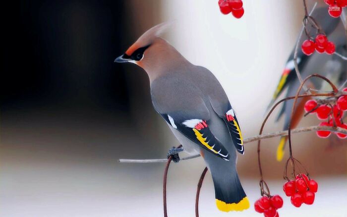 Pájaro colorido posado en una rama con bayas rojas, mostrando la belleza sorprendente de la naturaleza.