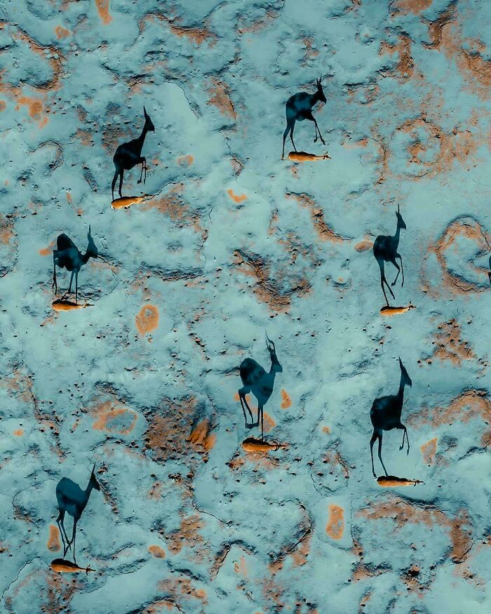 Sombras de gacelas en el desierto, capturadas desde el aire, destacando la sorprendente belleza de la naturaleza.