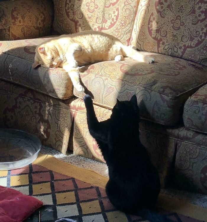 Mis gatos por la mañana