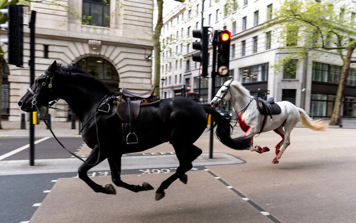Los caballos escapados al galope en Londres