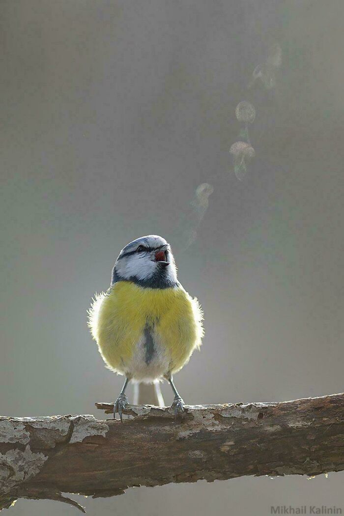 Pájaro azul amarillo exhalando vapor en día frío, mostrando la sorprendente belleza de la naturaleza.