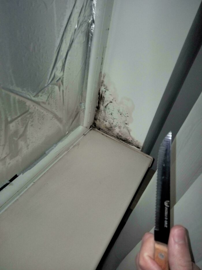 Voy a luchar contra el moho de mi cuarto, deseadme suerte