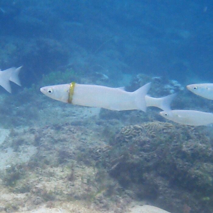 Un buceador encuentra un anillo de boda perdido en un salmonete frente a la isla de Norfolk
