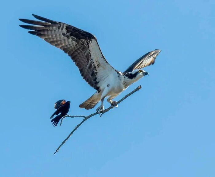 Esta foto de un mirlo montándose en el palo de un águila pescadora en Michigan, por Jocelyn Anderson
