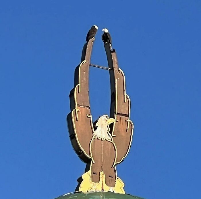 Águilas en los muelles de Seattle