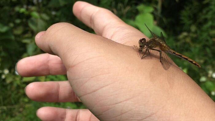 Una libélula se comió a un mosquito que estaba a punto de picar