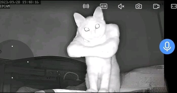 Gato