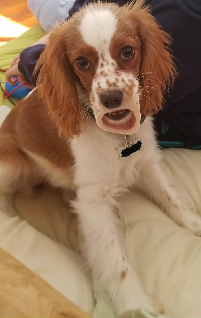 Mi perro Ruby