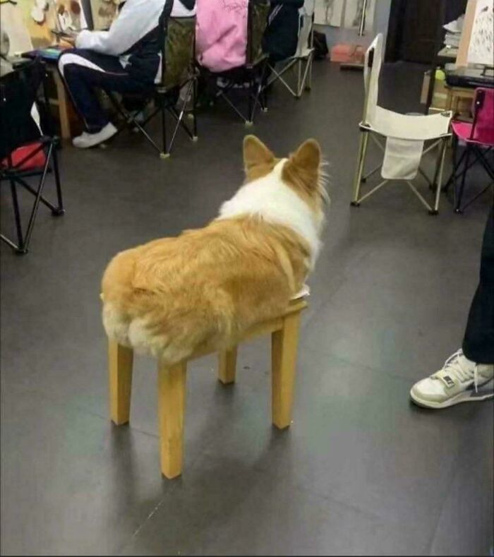 Corgi patapalo