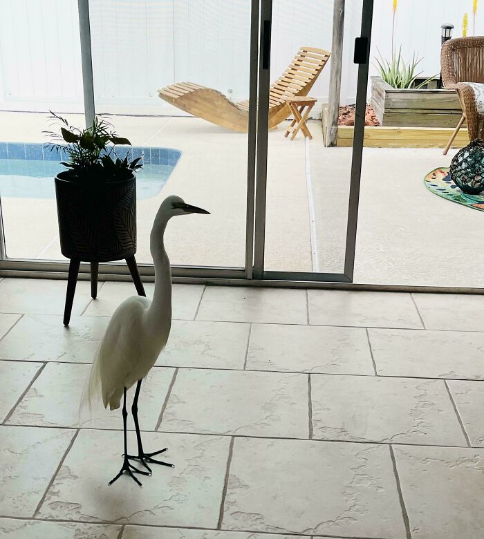Me acabo de mudar a esta casa y ha venido de visita una garza blanca