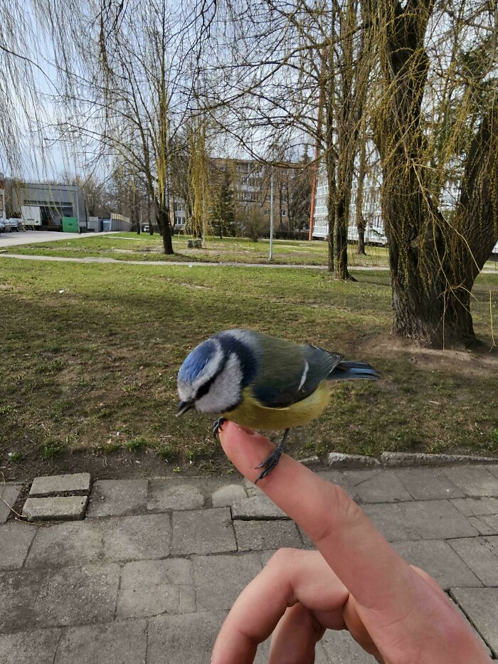 Este pajarito se posó en mi dedo y luego se fue 