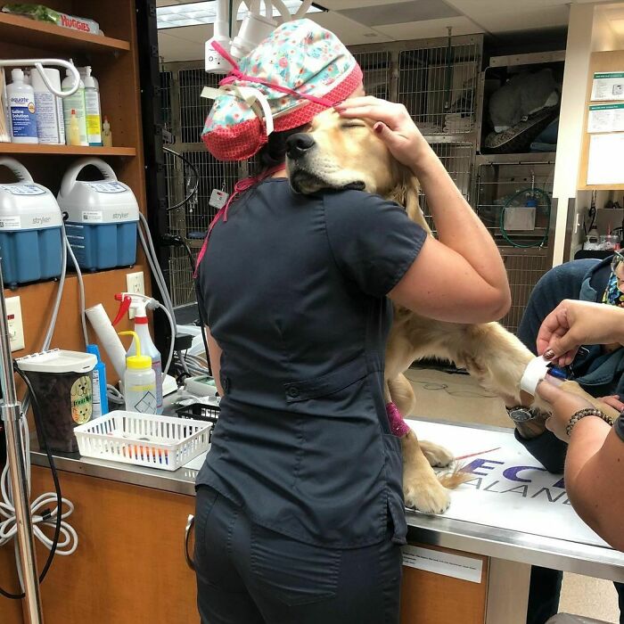 La mejor forma de retener a un perro mientras le ponen la intravenosa es darle un abrazo