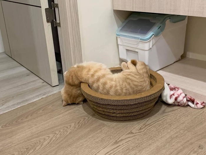 Gato líquido