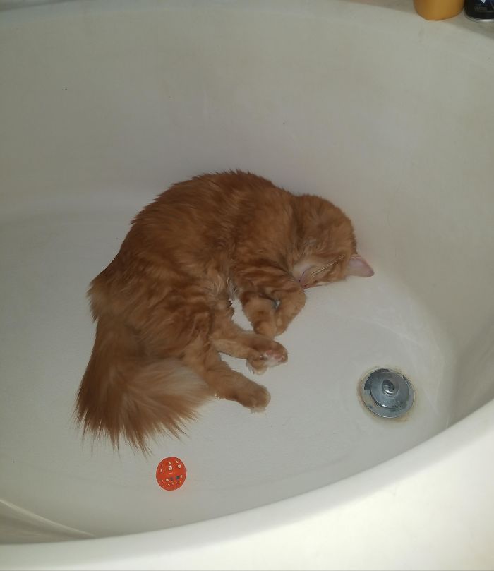 Mete la pelota en la bañera y la hace rodar por horas hasta que se cansa y se duerme