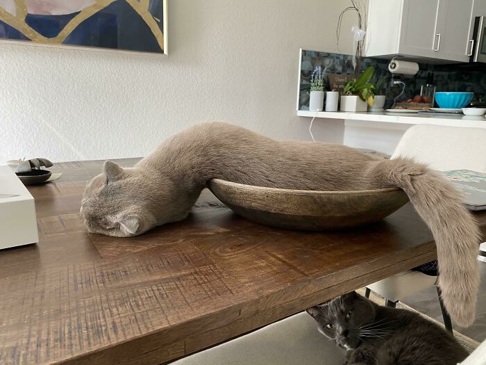 Gato fluido