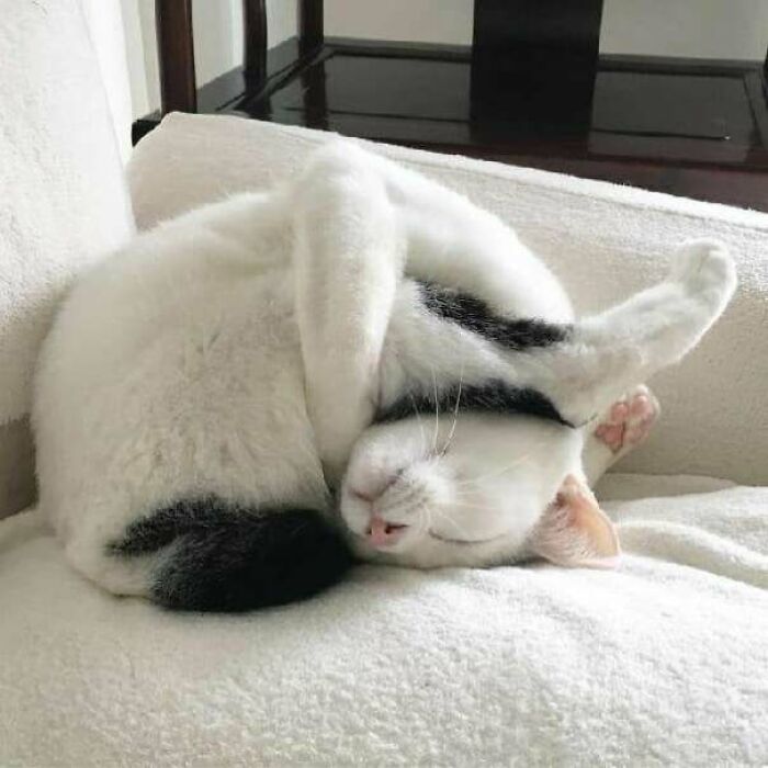 Siesta + Yoga