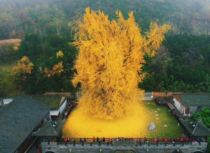 Ginkgo gigante