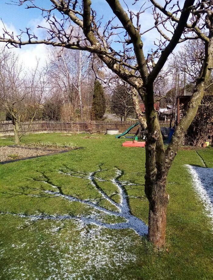 La sombra del árbol ha evitado que se derrita la nieve