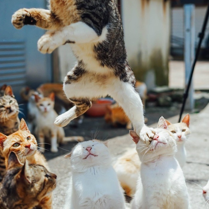 El ascenso del gato