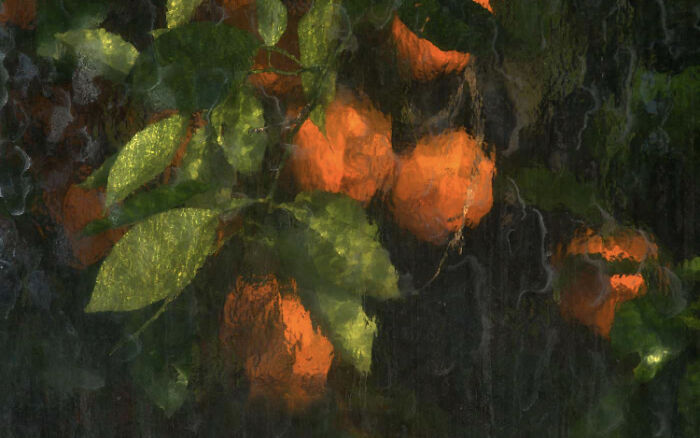 Naranjas fotografiadas a través del cristal del invernadero