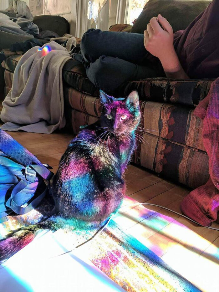 Gato bañado en luz a través de una vidriera