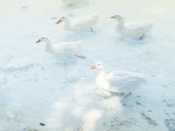 Hice esta foto de unos patos y parece parte de un cuadro