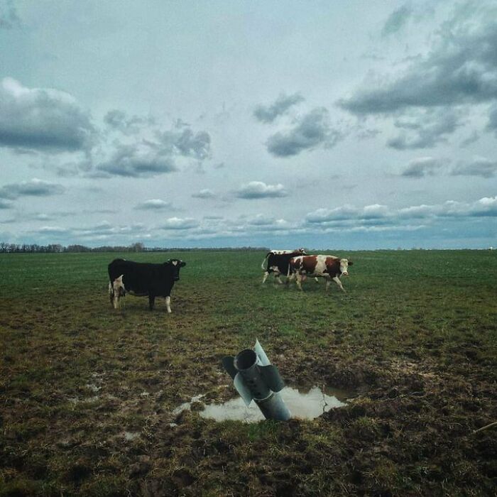Vacas en Ucrania