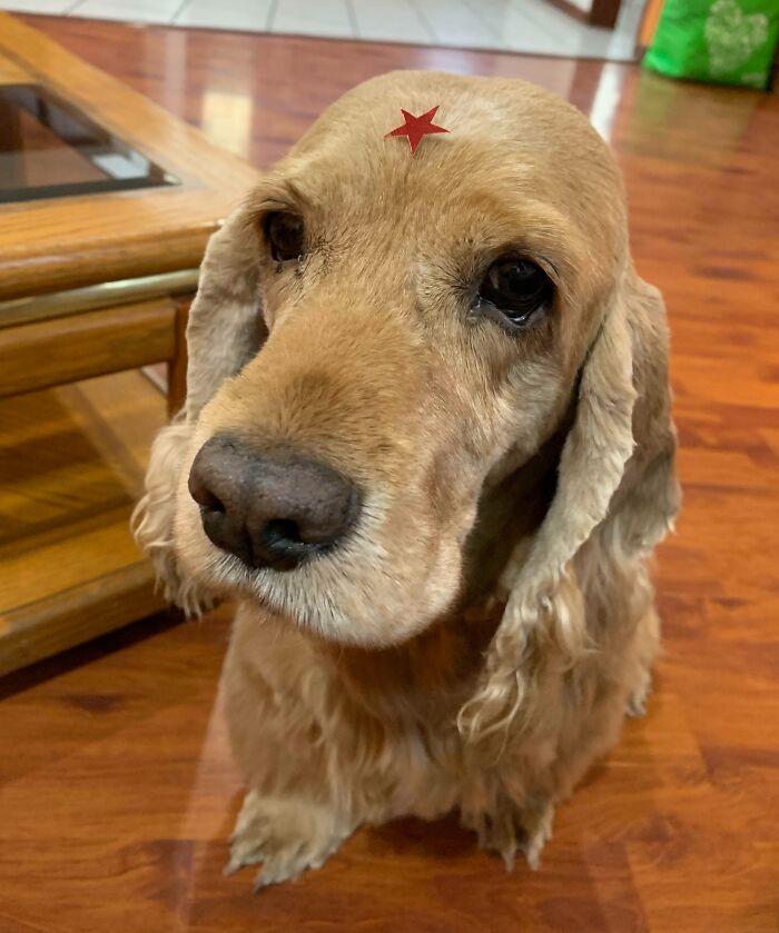 Le han puesto una estrella por ser un buen chico