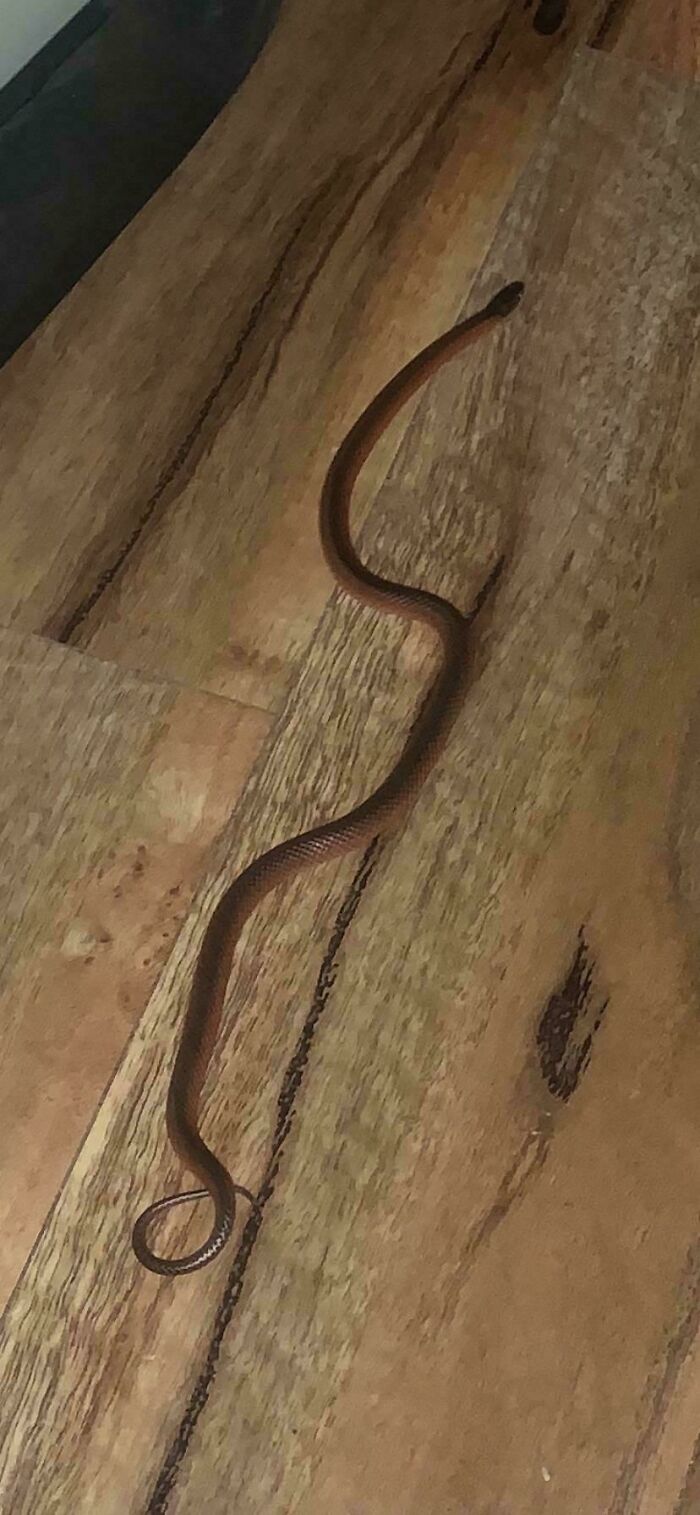 ¿Alguien sabe qué es esta serpiente? Estaba en mi casa y ahora no puedo encontrarla, tengo miedo de ir a dormir. Muy al norte de Queensland