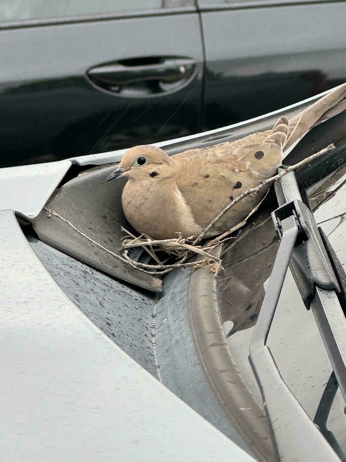 Se ha hecho un nido en mi coche mientras estaba en el gimnasio