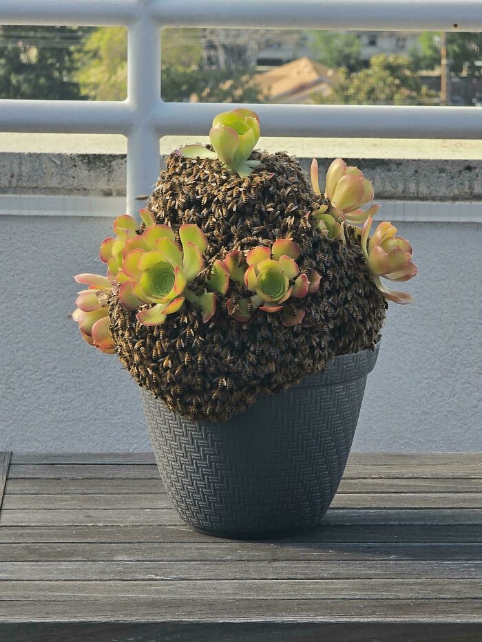 Un enjambre de abejas sobre mi planta
