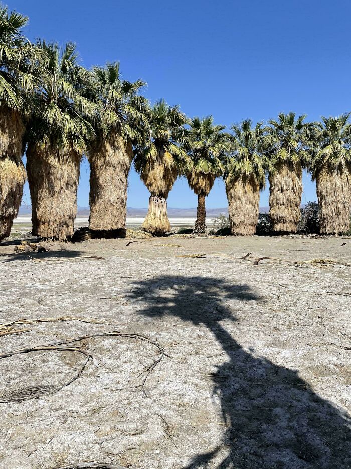 La diferencia entre una palmera cuidada y una salvaje